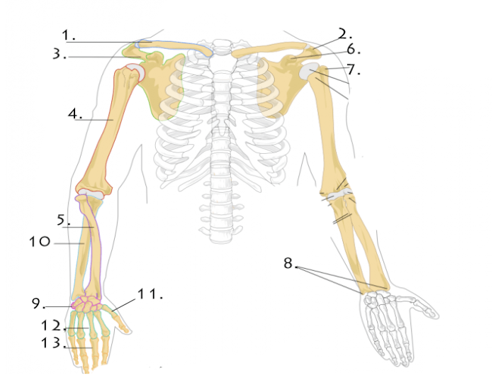 Limb anatomy bones skeleton charly