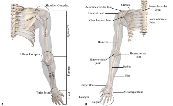 Upper limb worksheet divisions pointing arrow