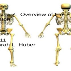 Overview of the skeleton exercise 7