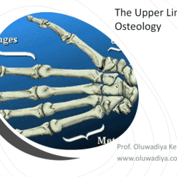 Bones of the upper limb quiz