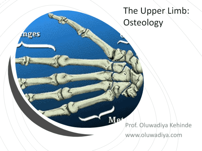 Bones of the upper limb quiz