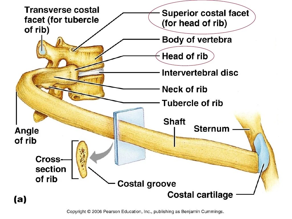 Overview of the skeleton exercise 7