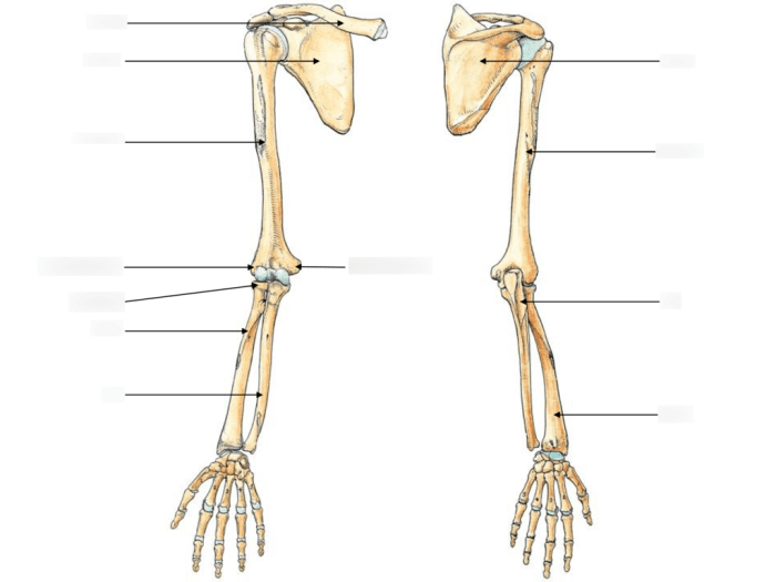 Bones of the upper limb quiz