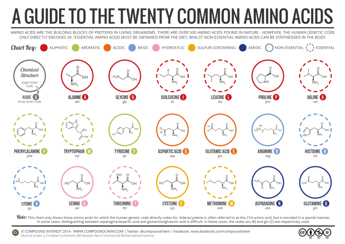 Identify the amino acids that give strength to collagen.