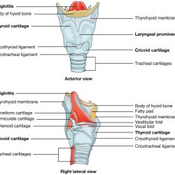 Identify the highlighted structure respiratory system