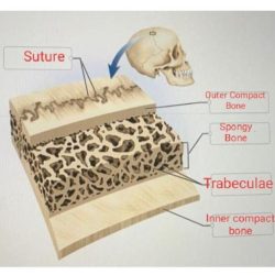 Correctly anatomical bone flat adjust