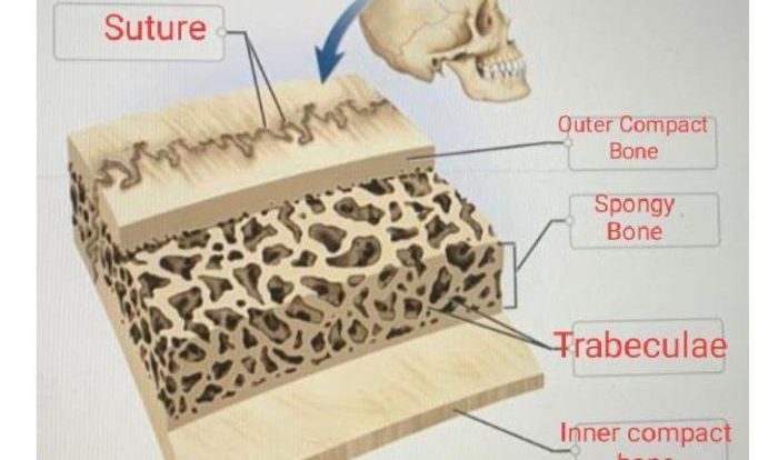 Correctly anatomical bone flat adjust