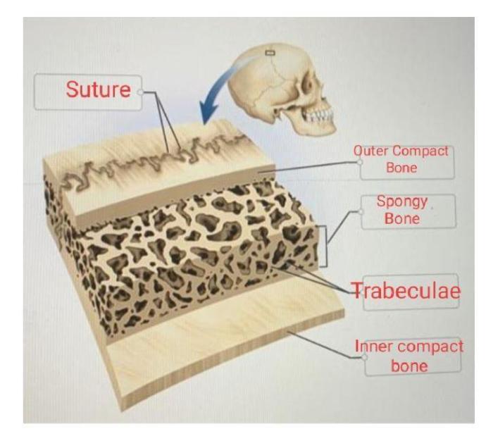 Correctly anatomical bone flat adjust