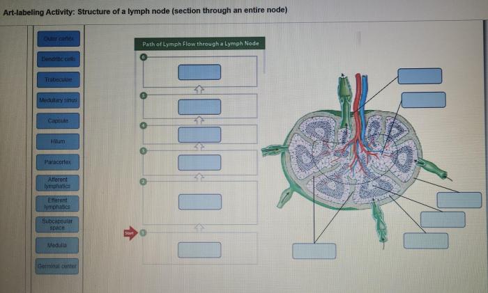 Art labeling activity structure of long bones