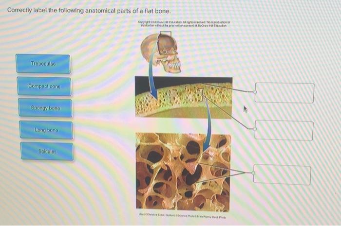 Correctly label the following anatomical parts of a flat bone.