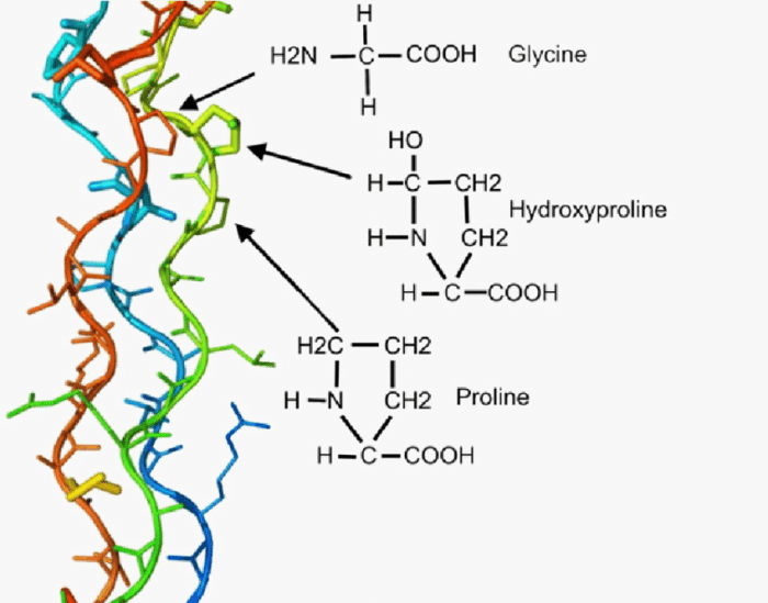 Identify the amino acids that give strength to collagen.