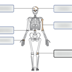 Bone long anatomy wikipedia