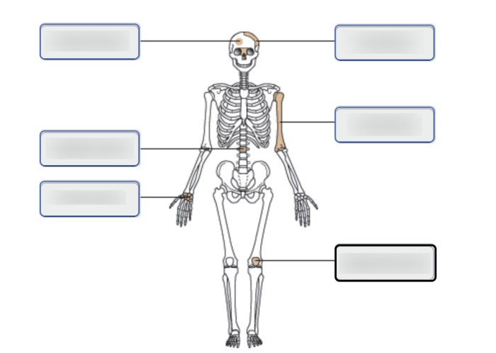 Bone long anatomy wikipedia