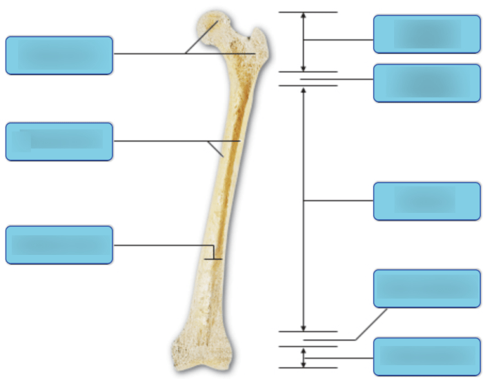 Art labeling activity structure of long bones