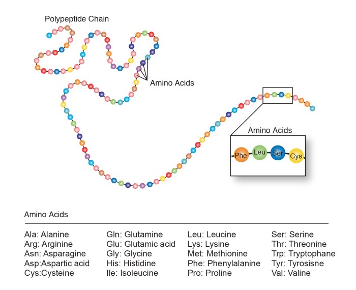 Collagen tissue connective fibrous tissues insoluble abundant