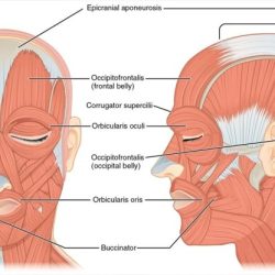 Head muscles neck anatomy diagram label human labeling body