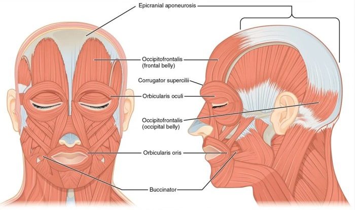 Head muscles neck anatomy diagram label human labeling body