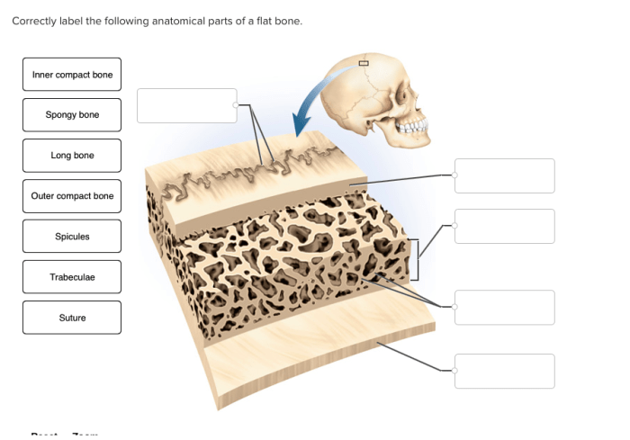 Correctly label the following anatomical parts of a flat bone.